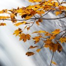 Maple